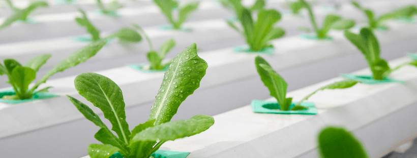 5 Types of Hydroponic Systems & How They Work