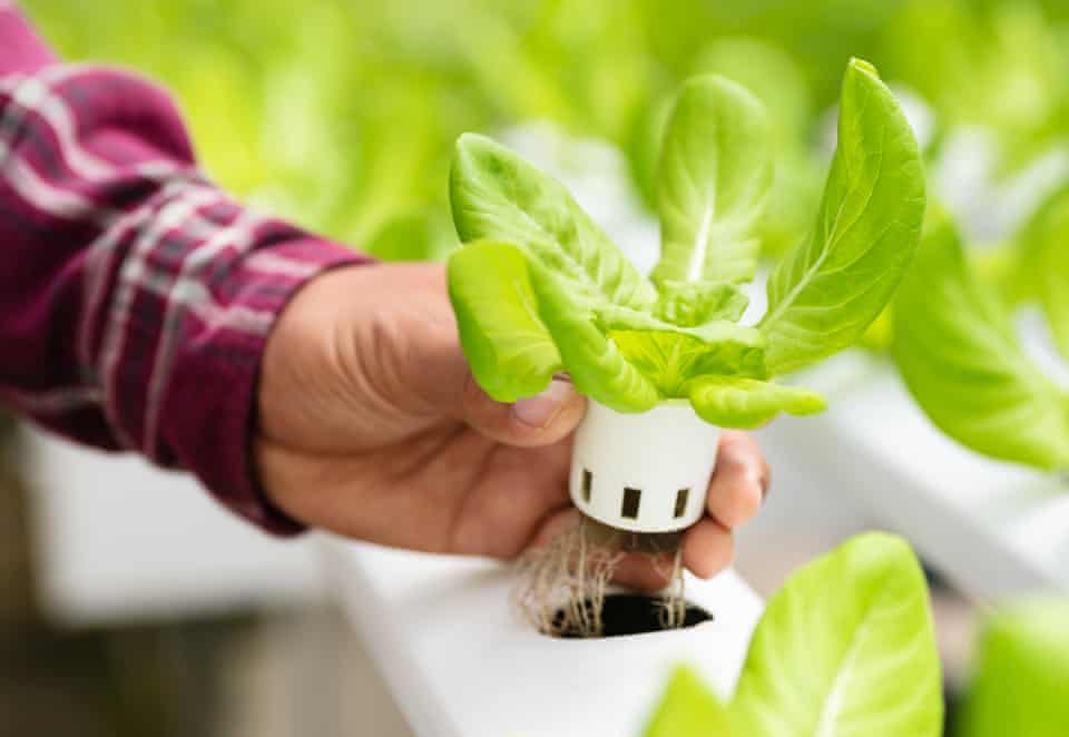 How to Grow Hydroponic Plants at Home