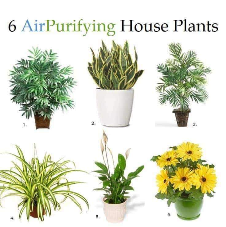 6 Different Types of Air Purifying House Plants