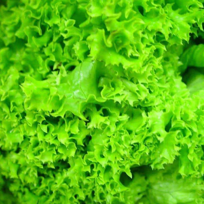 Hydroponic Lettuce Leaves