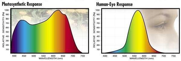 Graphs Comparing the Wavelengths Plants Respond to vs. the Wavelengths the Human Eye Responds To