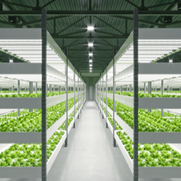 Commercial Hydroponics Farming in South Africa