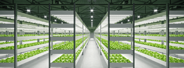 hydroponic farming business plan south africa