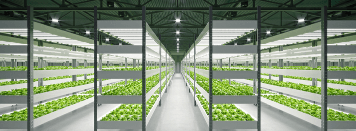 Commercial Hydroponics Farming in South Africa