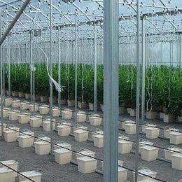 Dutch Bucket commercial hydroponic system