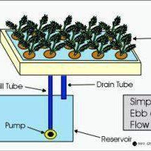 Illustration of How a Ebb and Flow Hydroponic System Works