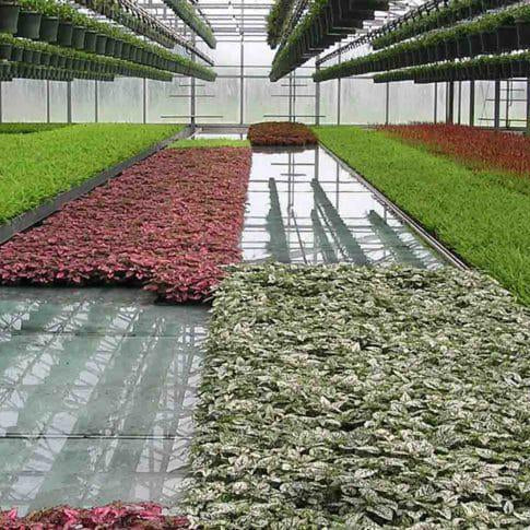 Plants Growing Hydroponically in Commercial Flood and Drain/Ebb and Flow Trays
