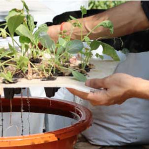 Hydroponics for Home Growers