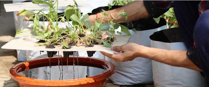 Hydroponics for Home Growers