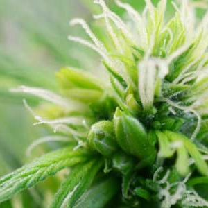 Sexing Cannabis Seeds hermie cannabis