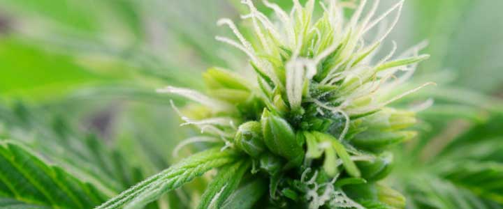 Sexing Cannabis Seeds hermie cannabis
