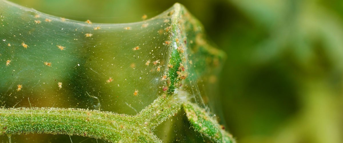 infestation of spider mites on plants