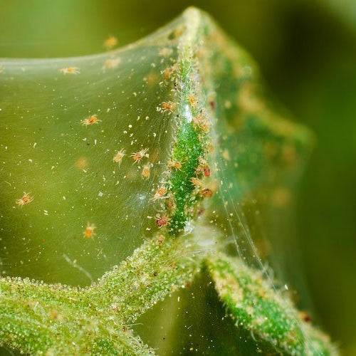 infestation of spider mites on plants