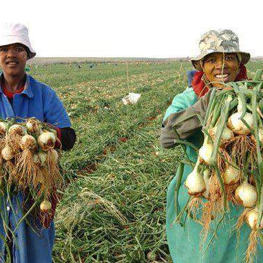Commercially Grown Onions