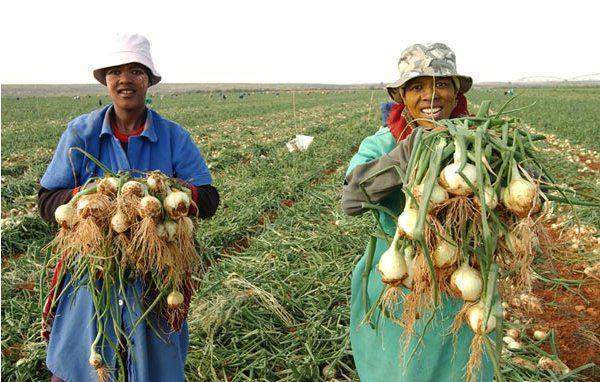 Commercially Grown Onions