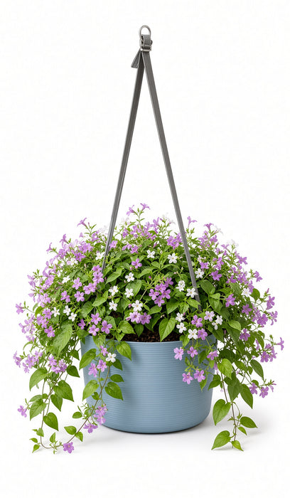 Urbalive Berberis Hanging Bowl - 30cm
