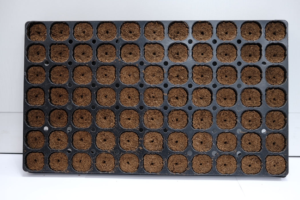 Canna Root Plug Tray - 77 Cavity