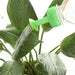 GrowGuru Bottle Top Waterer Propagation & Plant Health