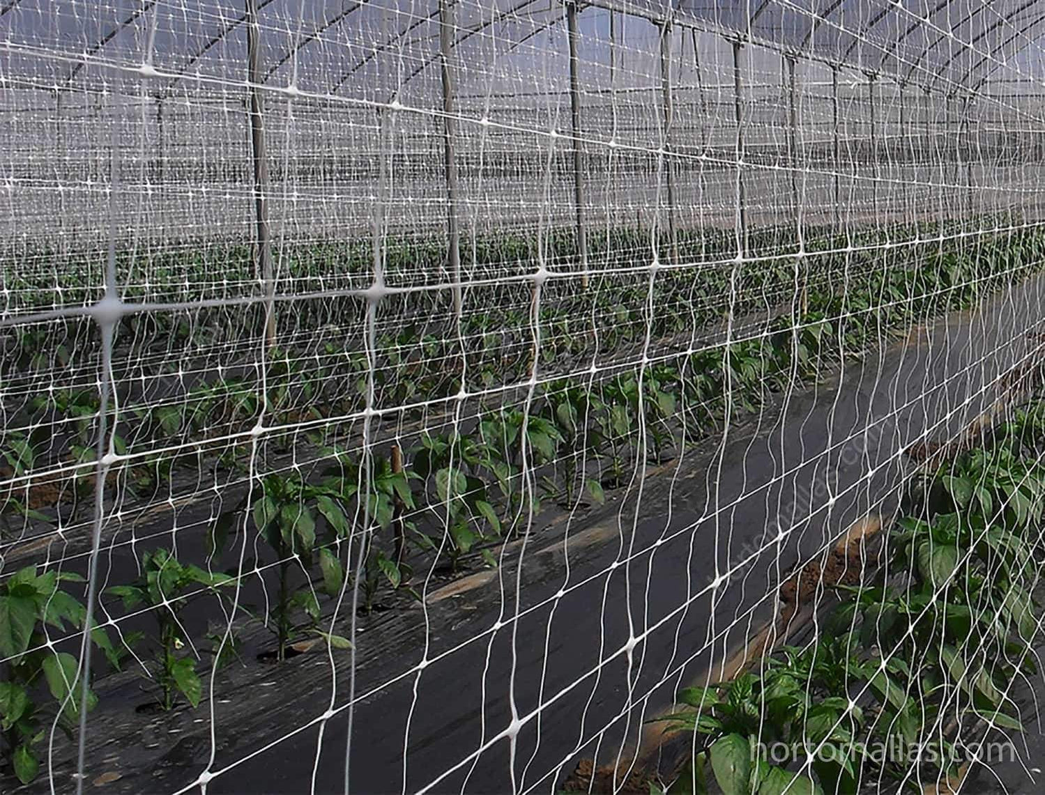 Scrog Screen Scrog Net - Screen of Green — Grow Guru
