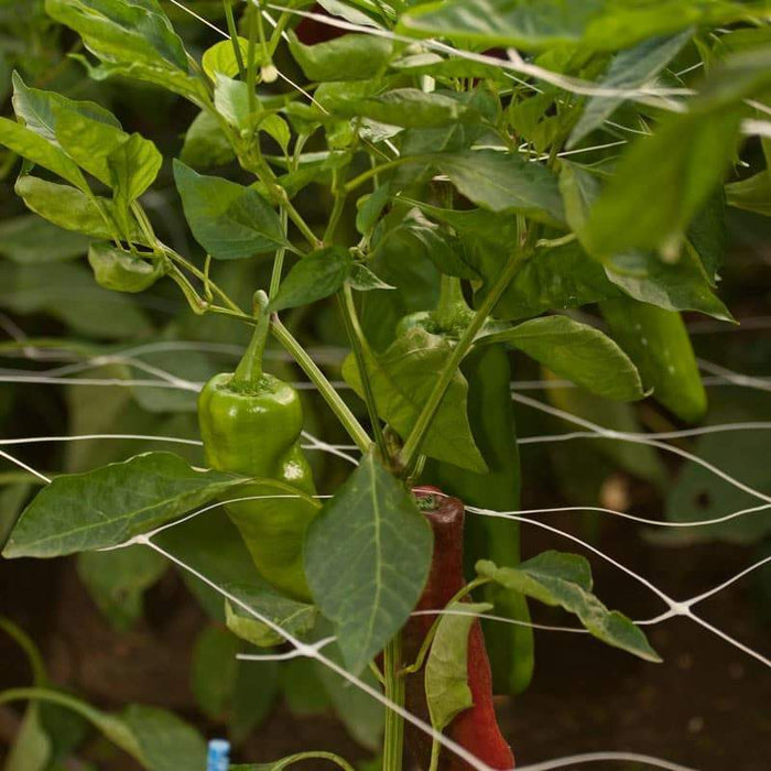 Scrog Scrog Net - Screen of Green — Grow Guru